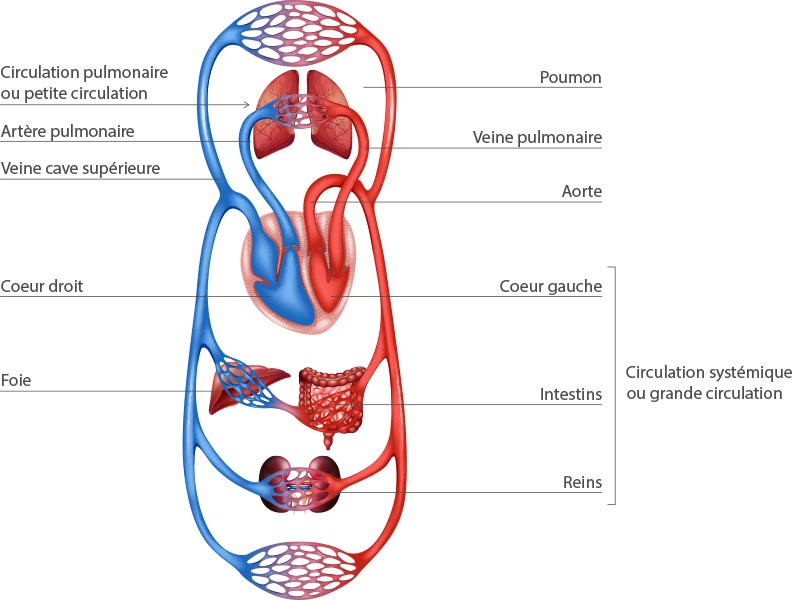 circulation sanguine