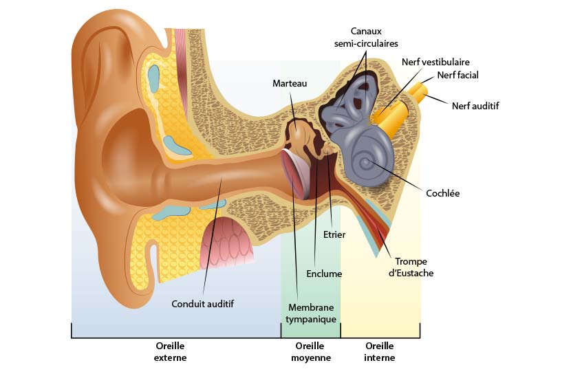 anatomie de l'oreille