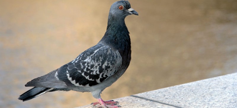 pigeon entraînement cancer