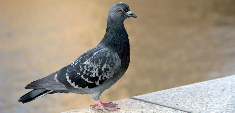 pigeon