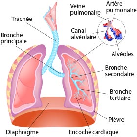 schéma bronchioles