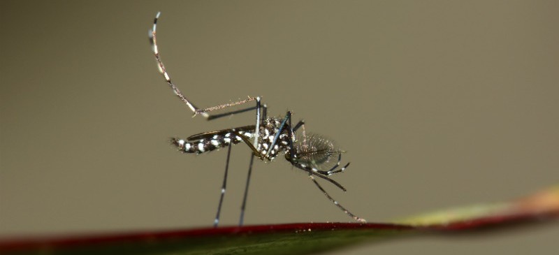 Virus Zika et moustique tigre