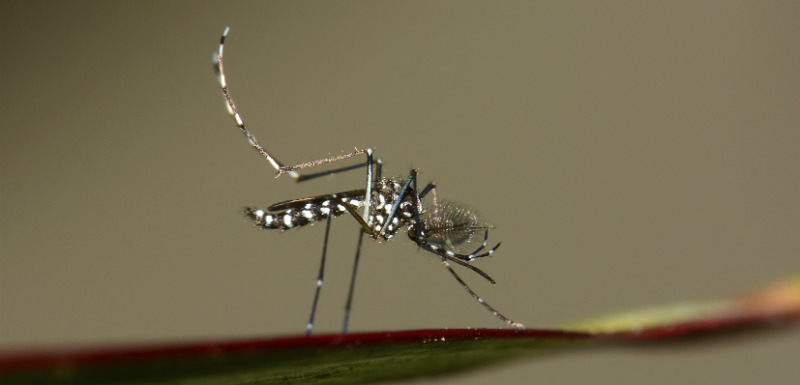 Virus_Zika_moustique_tigre_quels_pays_éviter