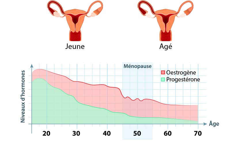 schéma ménopause