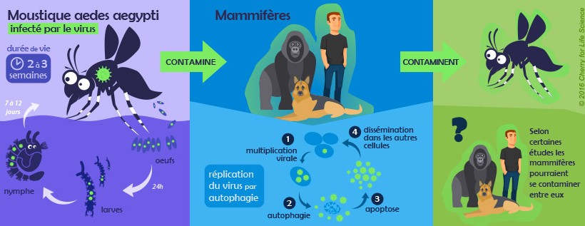 Infographie : transmission du virus Zika