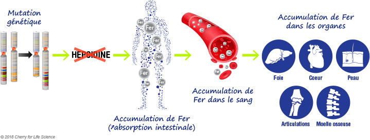 schéma hémochromatose