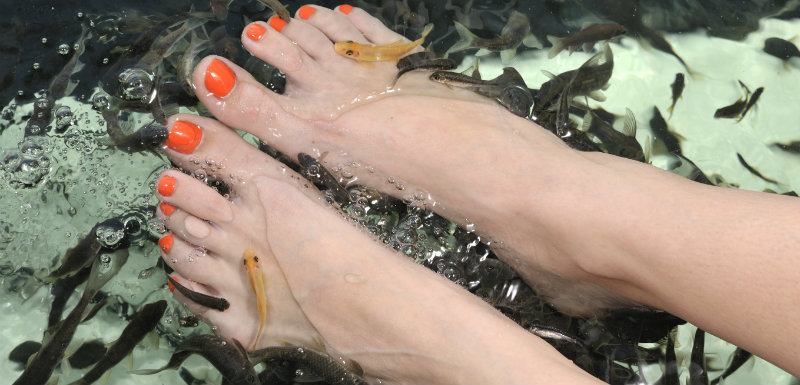 fish-therapy-pas-therapie