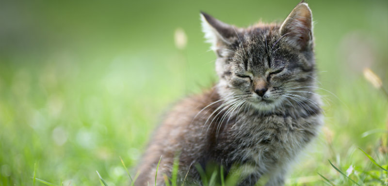 toxoplasmose-chat-danger