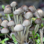 Champignons hallucinogènes