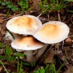 Champignon tricholome