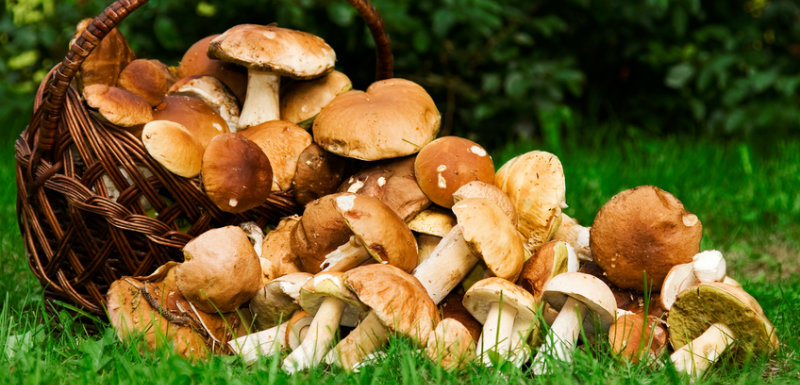 Trucs astuces intoxications champignons