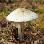 Champignon amanite blanche mortelle