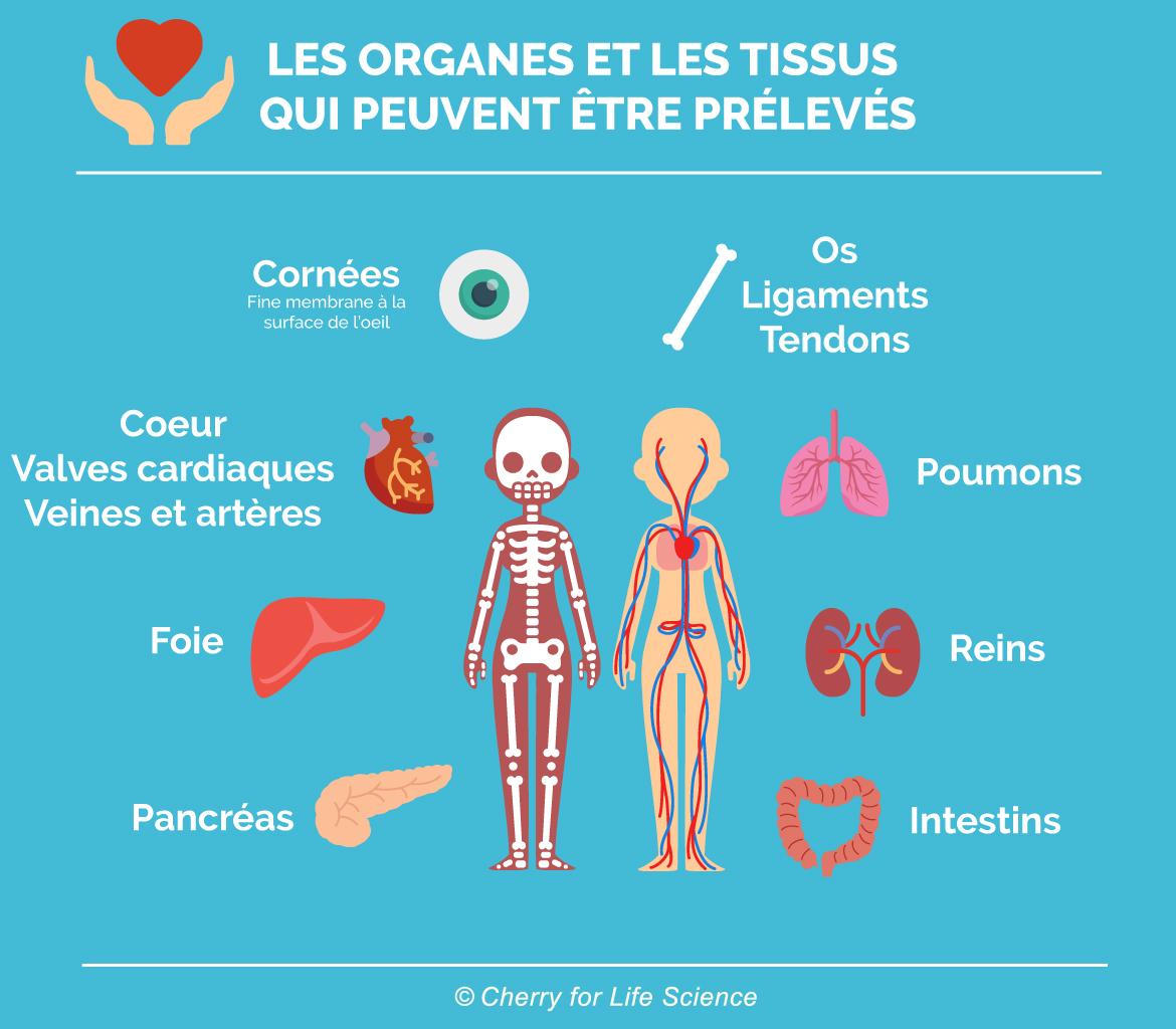 Les organes et les tissus qui peuvent être prélevés