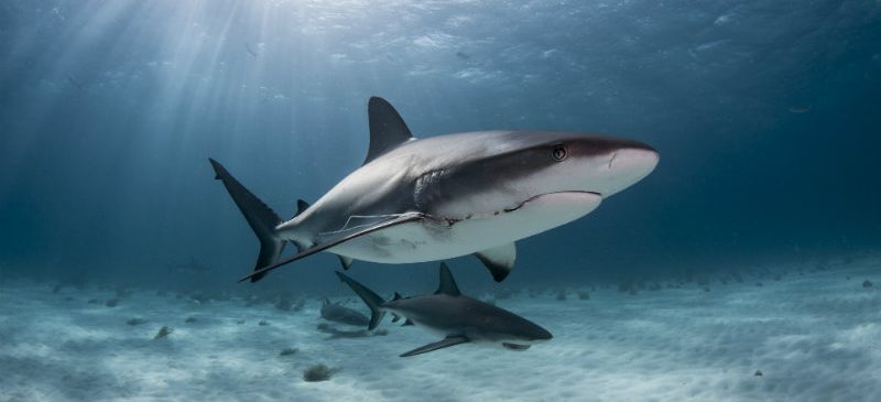 Molécule requin Parkinson