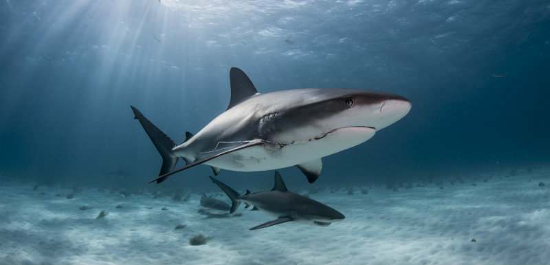 Molécule requin Parkinson