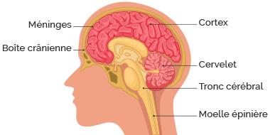 schéma cerveau