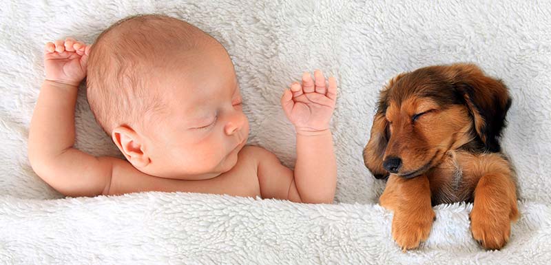 chiens chats contre allergie