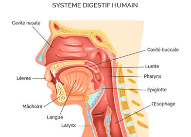 vads système digestif humain