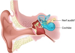 Schéma d'une oreille humaine