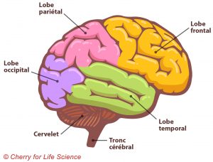 Anatomie cérébrale 