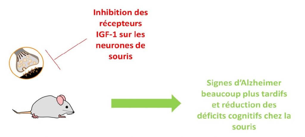 Inhibition des récepteurs IGF-1 sur des neurones de souris