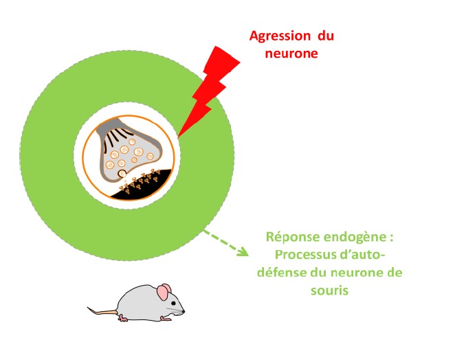 Processus d'auto-défense du neurone de souris