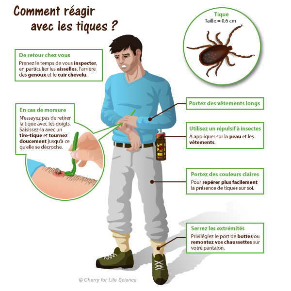 Précautions à prendre pour les tiques