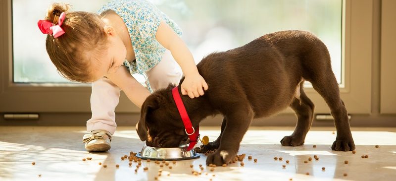 enfants et animaux de compagnie