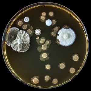 Champignons microscopiques