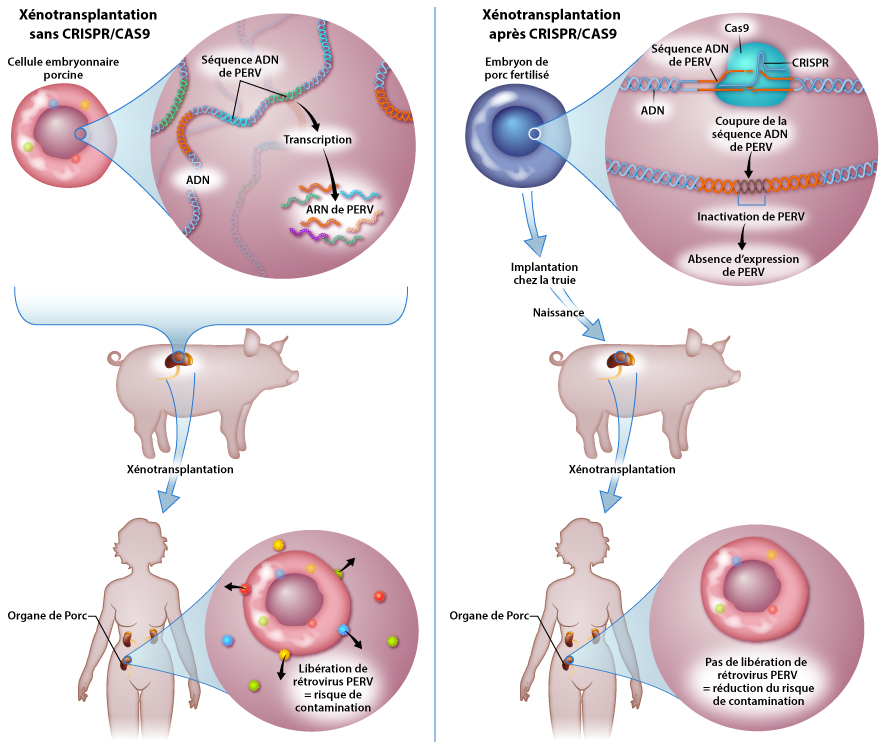 crispr-cas9