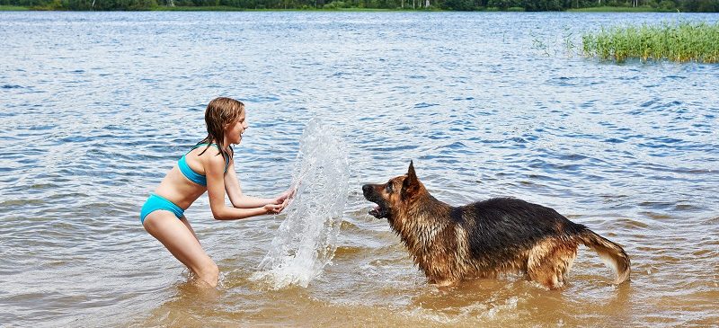 Contamination des chiens par des cyanobactéries