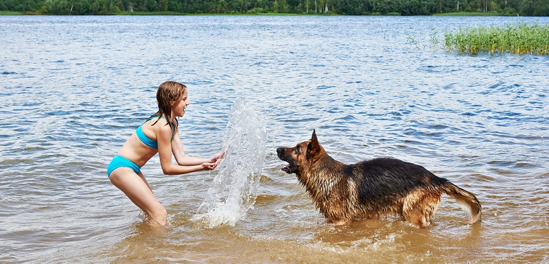 Contamination des chiens par des cyanobactéries