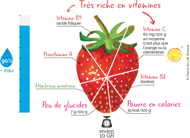 composition fraise fisétine