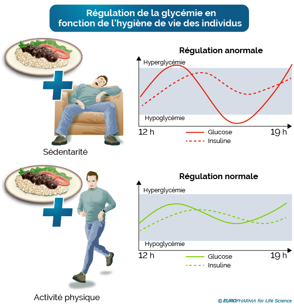 Représentation schématique de la régulation de la glycémie selon l'hygiène de vie des individus