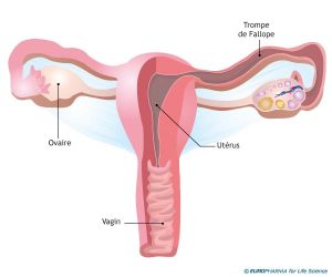 Anatomie appareil génital de la femme