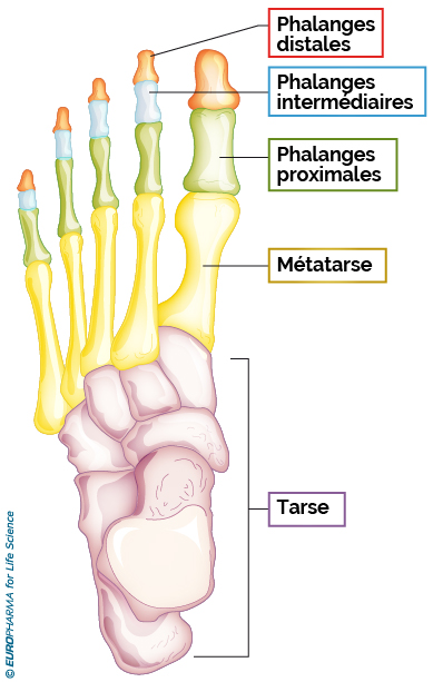 anatomie pied