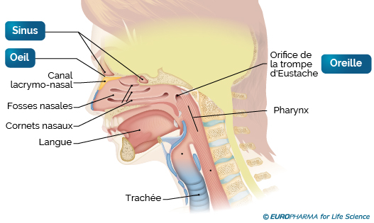 anatomie-voies-aeriennes