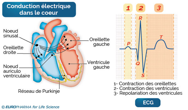 conduction électrique cœur