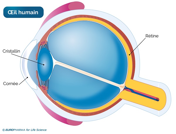 ophtalmo Cristallin