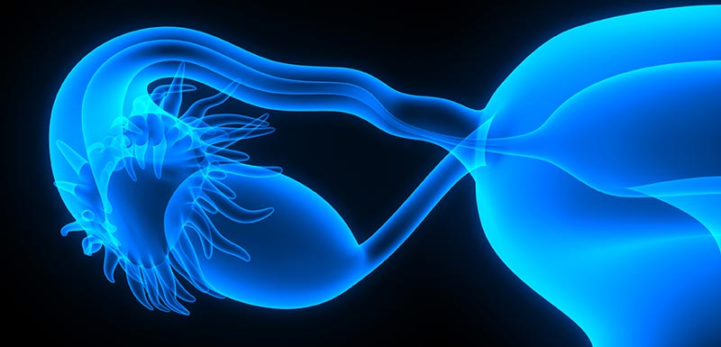 Utérus et trompe de Fallope avec ovaire