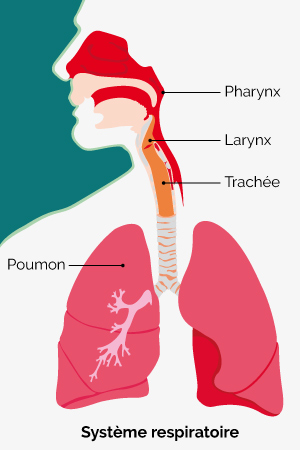 Voies respiratoires