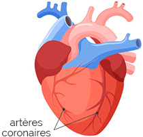 arteres-coronaires