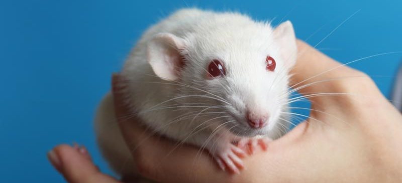 modèle animal test nouveaux traitements Alzheimer