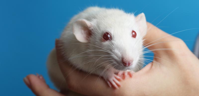 modèle animal test nouveaux traitements Alzheimer 