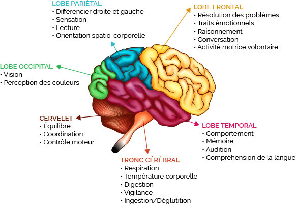 schema cerveau