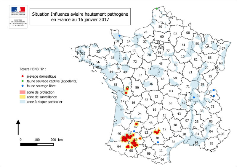 La France touchée par la grippe aviaire