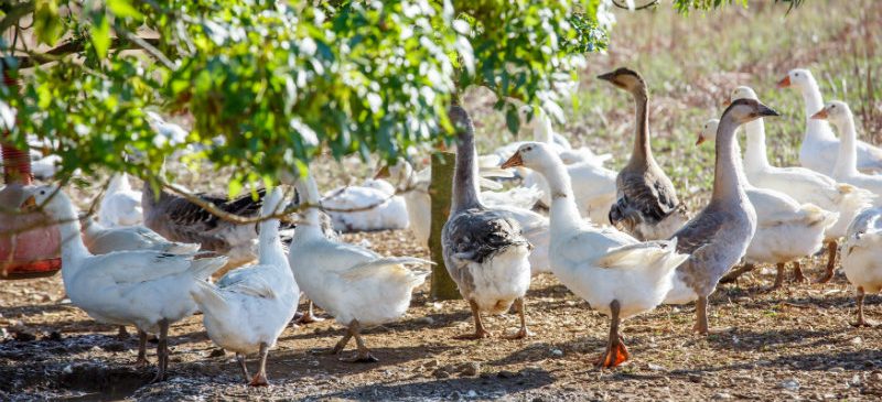 oies infectées par la grippe aviaire