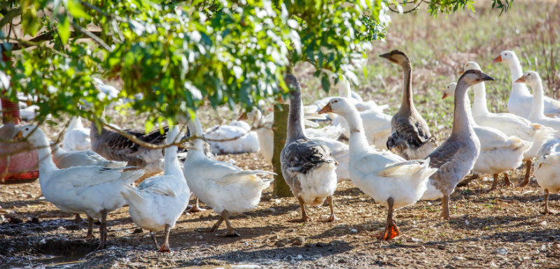 oies infectées par la grippe aviaire