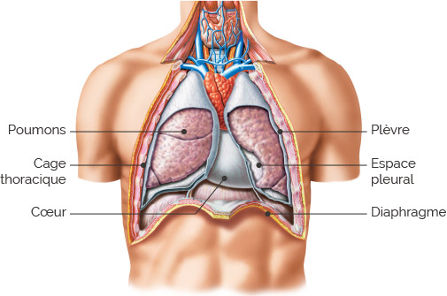 schema-cavite-thoracique