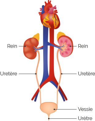 schéma : reins, uretères, vessie, urètre